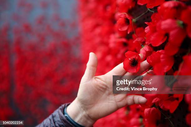 poppies for remembrance - war memorial holiday fotografías e imágenes de stock
