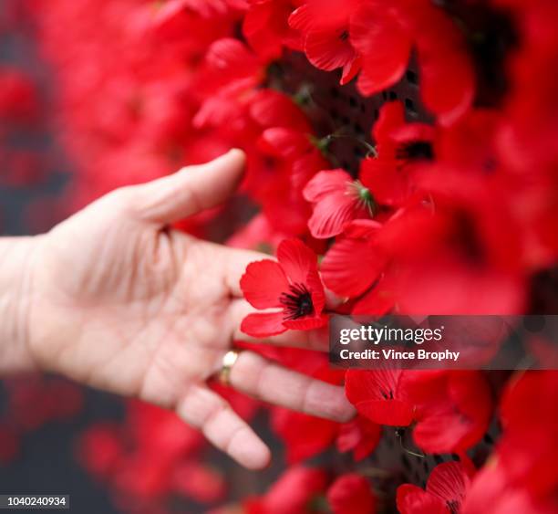 poppies for remembrance - remembrance day australia fotografías e imágenes de stock