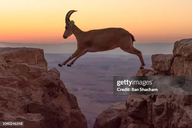 ibex leaping between cliffs at sunrise - leap of faith stock pictures, royalty-free photos & images