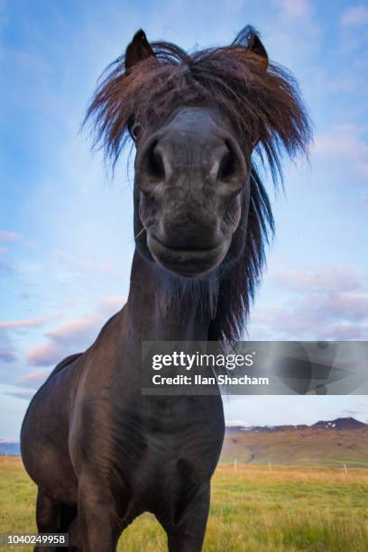 icelandic horse with face in camera - funny horses fotografías e imágenes de stock