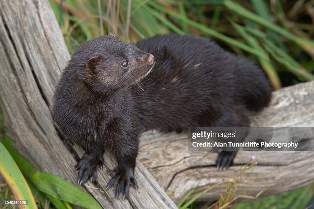 American mink portrait