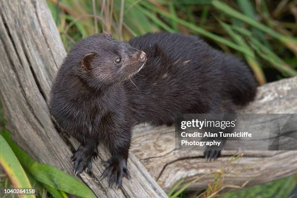 american mink portrait - mustela vison stock pictures, royalty-free photos & images