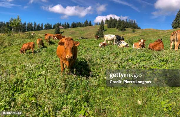 beef cattle grazing in the gruyere alpine meadows near moleson mountain - swiss cheese foto e immagini stock