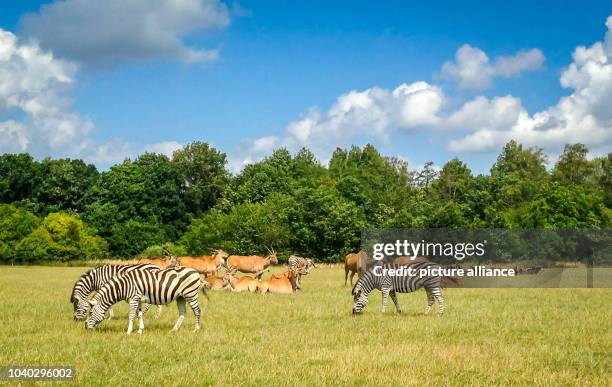 Knuthenborg 30 Knuthenborg Safaripark Stock Photos, High-Res Pictures, and Images ...
