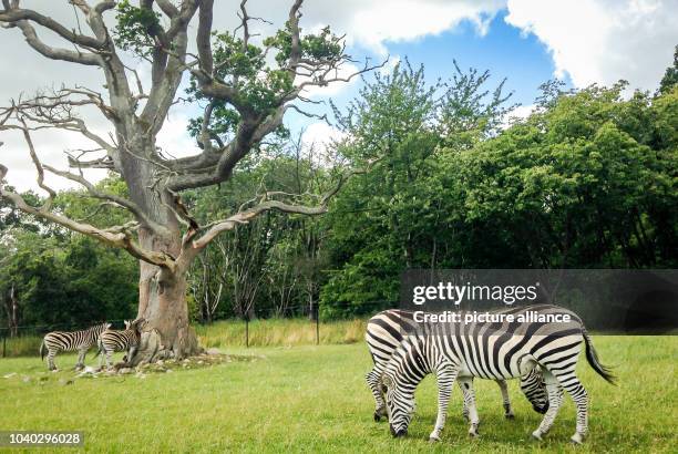 Knuthenborg 30 Knuthenborg Safaripark Stock Photos, High-Res Pictures, and Images ...