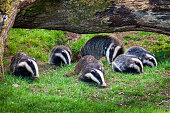 Badger sow and cubs