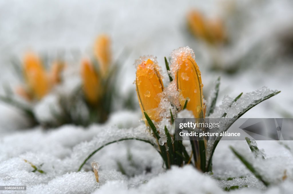 Winter holds a grip on Germany
