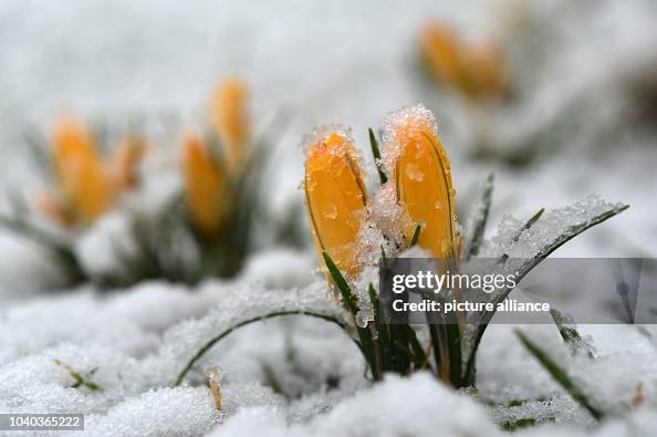 Winter holds a grip on Germany Winter holds a grip on Germany
