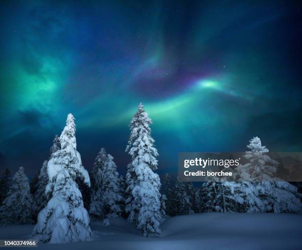 winter night - snowy forest stock pictures, royalty-free photos & images