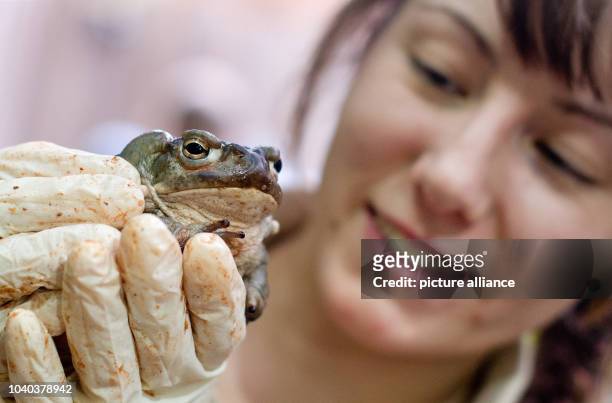Zoo-keeper Annika Hoeffner examines a Colorado River toad during the stocktaking at the tropical aquarium of Tierpark Hagenbeck in Hamburg, Germany,...