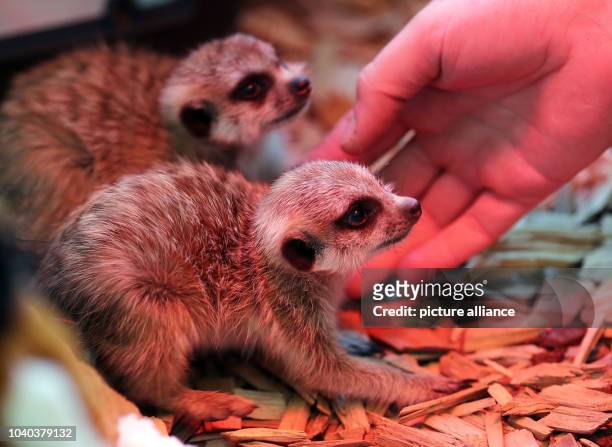 Zookeeper Stefanie Kuckartz plays with meerkat offspring Fips and Lucky in the Zoo in Aachen, Germany, 04 June 2013. Photo: Oliver Berg | usage...