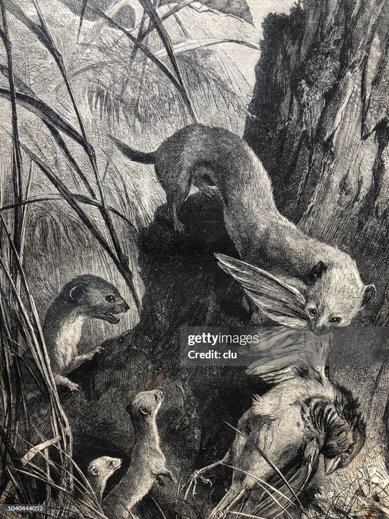 Belette ramène à la maison un repas