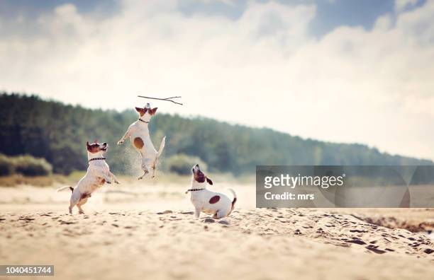 jack russell terriers catching stick - tre djur bildbanksfoton och bilder