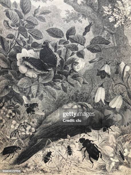 27 Ilustraciones de Rose Laying Down - Getty Images 27 Ilustraciones de Rose Laying Down - Getty Images