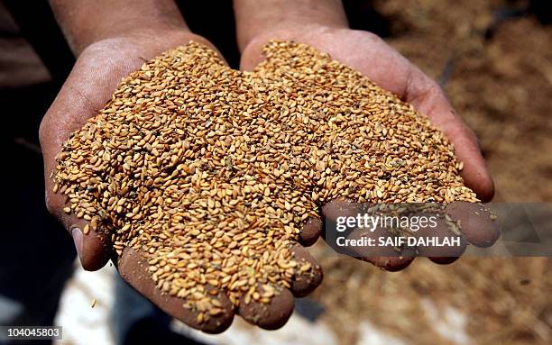 Palestinian farmer holds handfulls of sesame seeds during the harvesting season in the West Bank village of Yamun, near Jenin, on September 13, 2010....