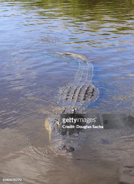 alligator at the everglades national park (alligator mississippiensis) - alligator mississippiensis stock pictures, royalty-free photos & images