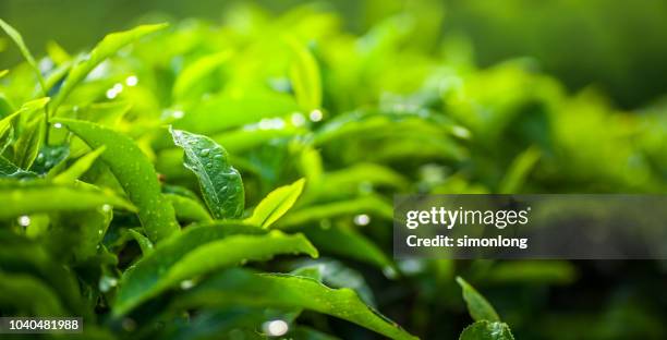 fresh tea leaves - green tea leaves stockfoto's en -beelden