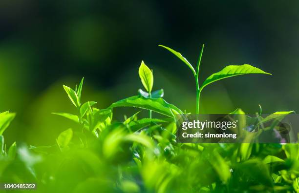 freshness tea leaves - green tea plantation leaves stock-fotos und bilder