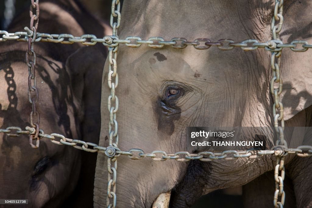 TOPSHOT-VIETNAM-ELEPHANTS-ANIMAL-CONSERVATION