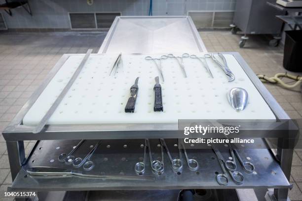 Forensic Autopsy Rotation 6,732 Autopsy Stock Photos, High-Res Pictures, and Images - Getty Images