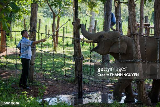 This photo taken on August 31, 2018 shows seven-year-old elephant named Jun, rescued from a poacher's trap in the forest, recovering at Dak Lak...