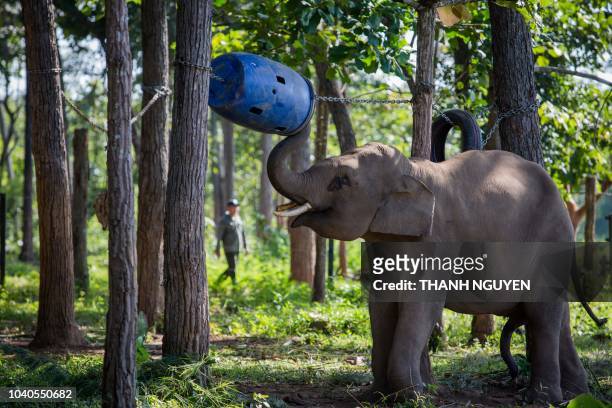 This photo taken on August 31 , 2018 shows seven-year-old elephant named Jun, rescued from a poacher's trap in the forest, recovering at Dak Lak...