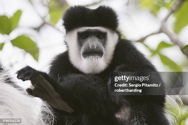 black and white colobus monkey (colobus guereza), samburu national park, kenya, east africa, africa - black and white colobus stock pictures, royalty-free photos & images