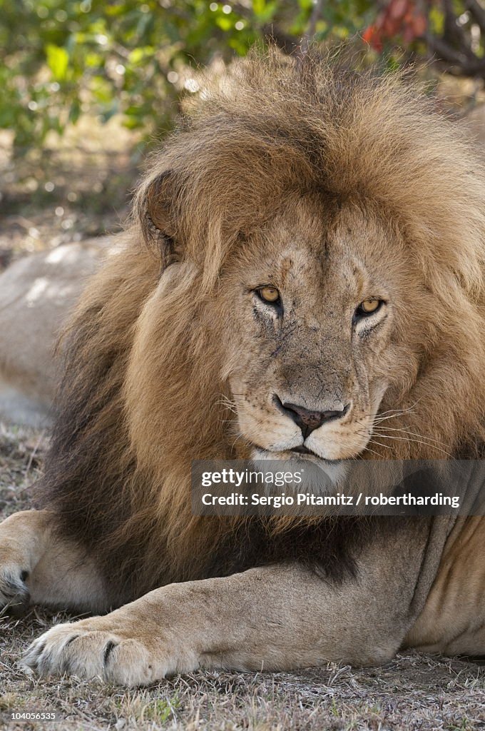 Lion (Panthera leo), Masai Mara, Kenya, East Africa, Africa