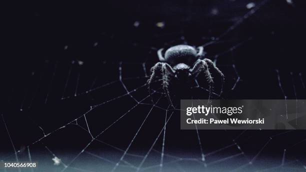 spider sitting on web at night - spider fotografías e imágenes de stock