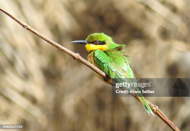 little bee-eater (merops pusillus) perching on branch, bijilo forest, gambia - bijilo stock pictures, royalty-free photos & images