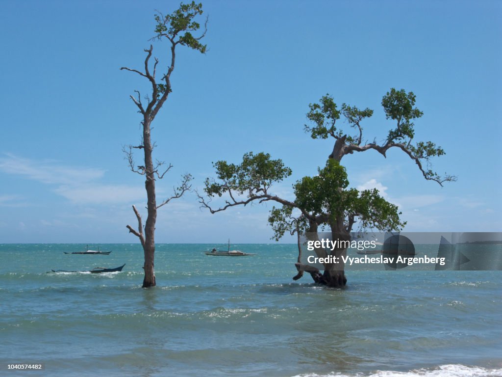 Endemic trees rising out of the Sulu sea, Palawan seascape, remote location near the South Verde Island, Philippines