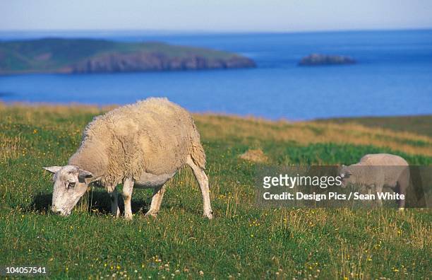 cape st. mary's, avalon peninsula, newfoundland, canada - cape st marys ecological reserve stockfoto's en -beelden