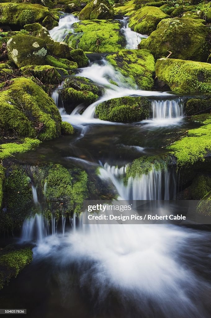 Small Mountain Creek And Moss Covered Rocks