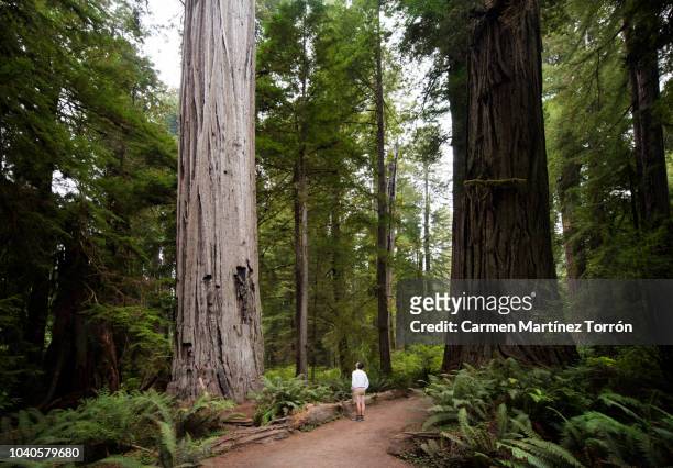 man hiking through the redwoods, california. usa. - sequoiabaum stock-fotos und bilder