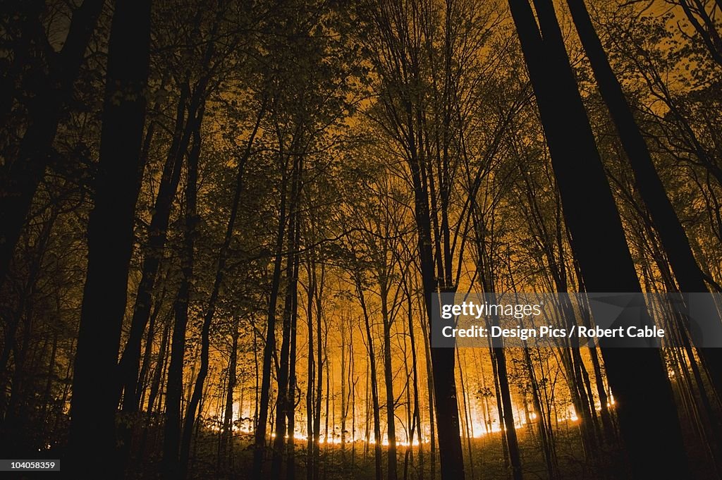 Glow Of Forest Ground Fire At Night In The Great Smokey Mountains National Park