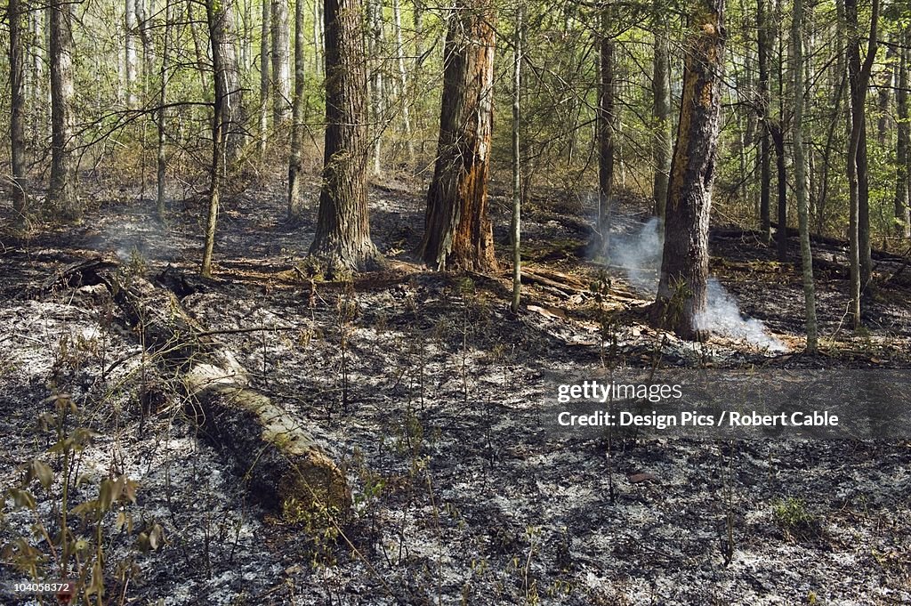 Damage From A Ground Forest Fire In The Great Smoky Mountains National Park