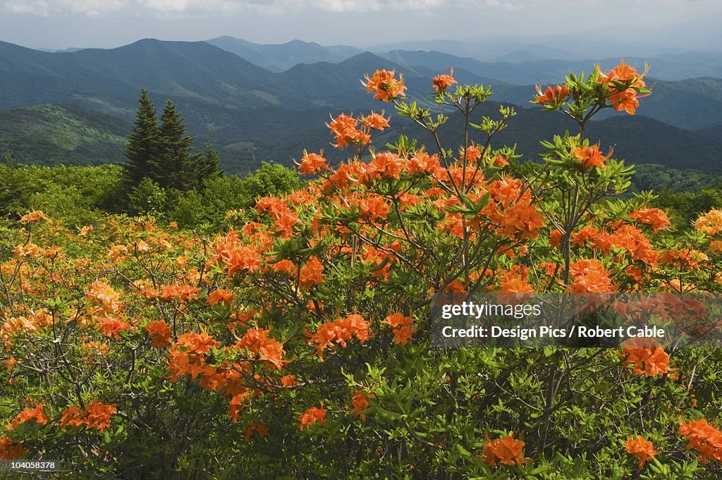 Flame Azalea (Rhododendron Calendulaceum) Blooms On The Health Balds Of Roan Mountain