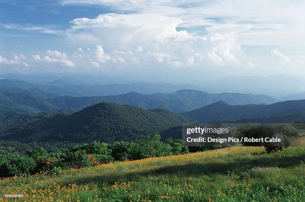 Anvil Storm Clouds Build Over The Blue Ridge Mountains And A Field Of Ragwort Wildflowers Along The Appalachian Trail