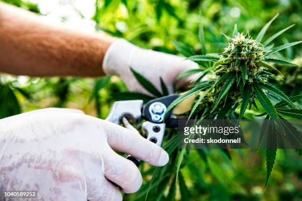 cosecha en una granja de marihuana cannabis - planta de cannabis fotografías e imágenes de stock
