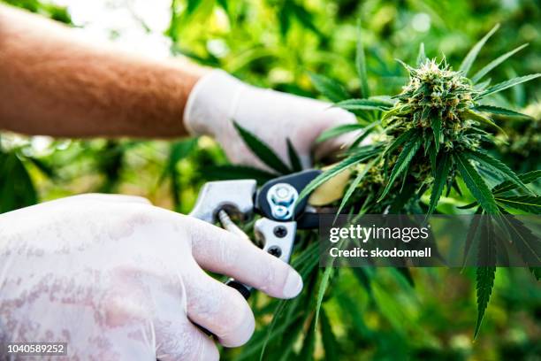 cannabis being harvested on a marijuana farm - cannabis plant stock pictures, royalty-free photos & images