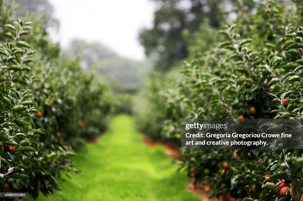 Orchard - Apple Trees