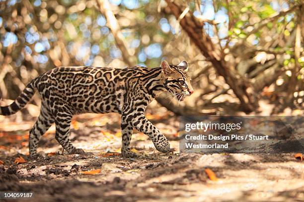 endangered species jaguar (panthera onca) in the rehab center & forest preserve on mango key across from coxen hole - jaguar fotografías e imágenes de stock