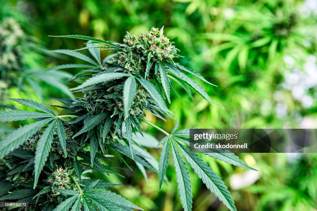 Cannabis leaf and plants on farm