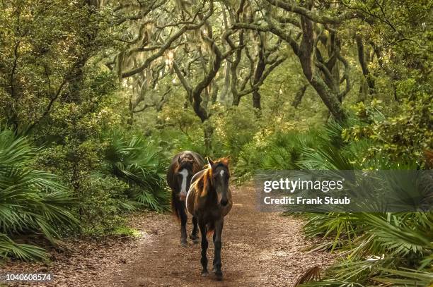 cumberland island wild horses in forest - saw palmetto stock pictures, royalty-free photos & images