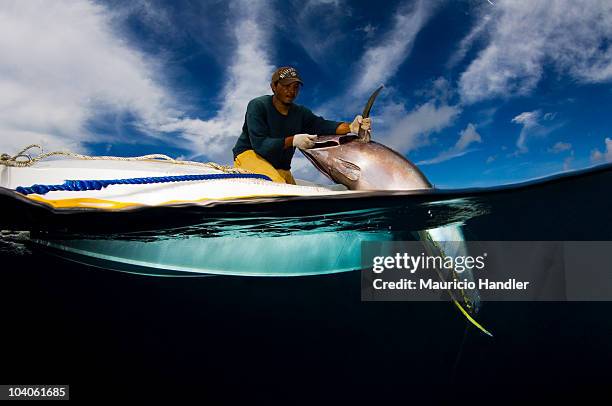Bajau fisherman lands yellowfin tuna on a FAD-Fish Aggregation Device. Mabul Island, Sabah, Malaysia.