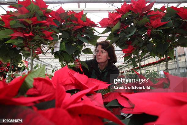 Hedersleben , Gärtnerei Fehse , züchtet jedes Jahr ca 2000 Weihnachtssterne in verschiedenen Farben Weihnachtsstern auch Adventsstern, Christstern...