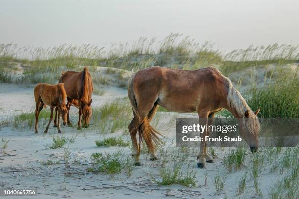 cumberland island wild horses - insel cumberland island stock-fotos und bilder
