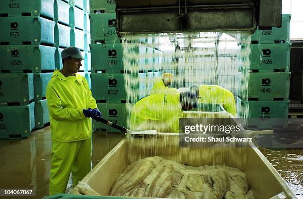 Workers spread salt on large fish fillet at Maru Seafood fish factories in Klaksvik, the second largest city in the Faroe Islands, July 24, 2007. The...