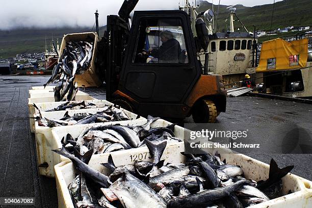 Fishing boat unloads its catch at the dock of Maru Seafood fish factories in Klaksvik, the second largest city in the Faroe Islands, July 24, 2007....