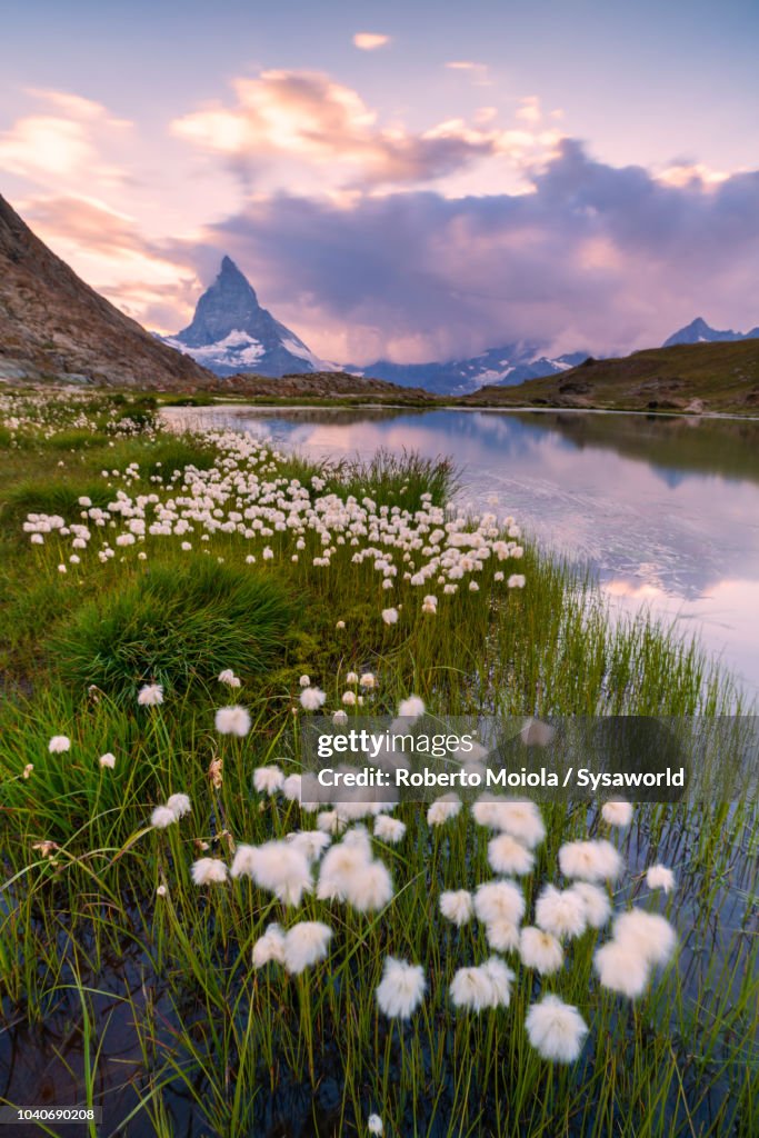 Cotton grass on the shore of Riffelsee lake